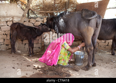 Indische Frau Melken Büffel im ländlichen Rajasthan Stockfoto