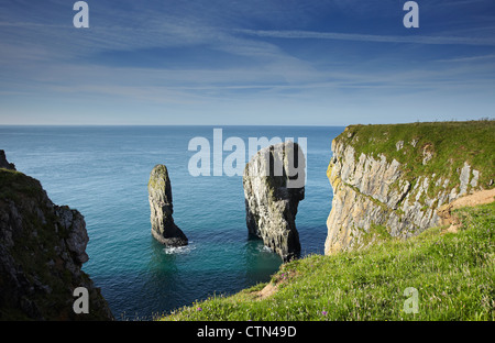 Elegug Stack Felsen, Pembrokeshire, Wales, UK Stockfoto