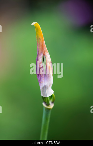 Agapanthus nördlichen Stern Blume Gehäuse öffnen Stockfoto