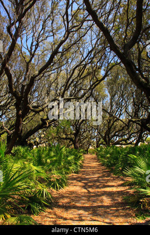 Sea Camp Beach Trail, Cumberland Island National Seashore, Georgia, USA Stockfoto