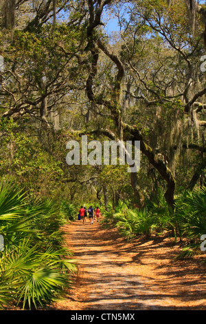 Sea Camp Beach Trail, Cumberland Island National Seashore, Georgia, USA Stockfoto