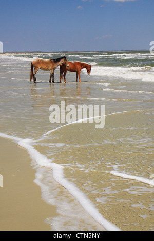 Wilde Pferde am südlichen Strand; Cumberland Island National Seashore; Georgien; USA Stockfoto