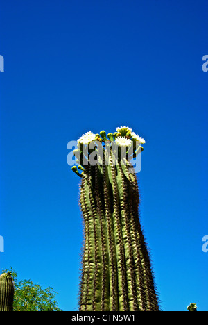 Saguaro-Kaktus in Blüte am Desert Botanical Garden Stockfoto