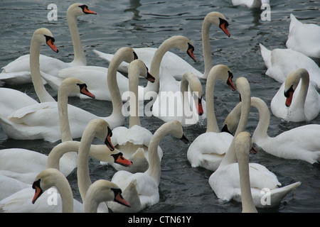 Schwäne auf dem See Stockfoto