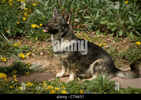 Schwedischer Wallhund sitzen Stockfoto