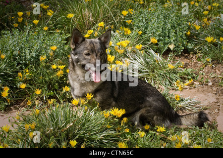 Schwedischer Wallhund sitzen Stockfoto