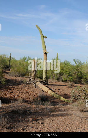 Ein Saguaro-Kaktus, (Carnegiea Gigantea), verwüstet durch Schüsse, liegt in Ironwood Forest National Monument, Eloy, Arizona, USA. Stockfoto