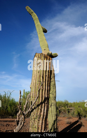 Ein Saguaro-Kaktus, (Carnegiea Gigantea), verwüstet durch Schüsse, liegt in Ironwood Forest National Monument, Eloy, Arizona, USA. Stockfoto