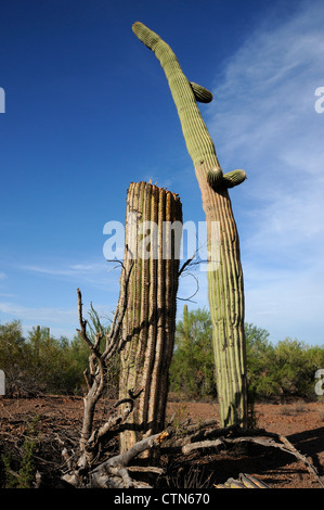 Ein Saguaro-Kaktus, (Carnegiea Gigantea), verwüstet durch Schüsse, liegt in Ironwood Forest National Monument, Eloy, Arizona, USA. Stockfoto