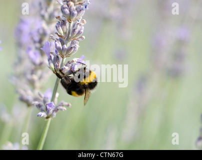 Biene auf einer Lavendel-Pflanze Stockfoto
