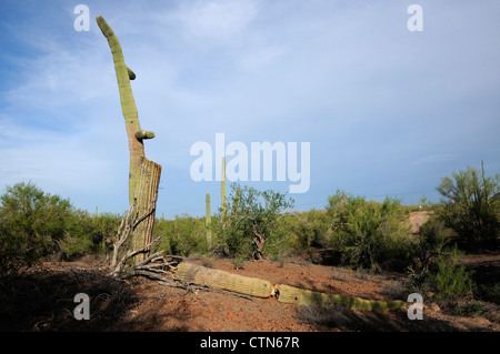 Ein Saguaro-Kaktus, (Carnegiea Gigantea), verwüstet durch Schüsse, liegt in Ironwood Forest National Monument, Eloy, Arizona, USA. Stockfoto