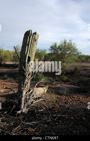 Ein Saguaro-Kaktus, (Carnegiea Gigantea), verwüstet durch Schüsse, liegt in Ironwood Forest National Monument, Eloy, Arizona, USA. Stockfoto