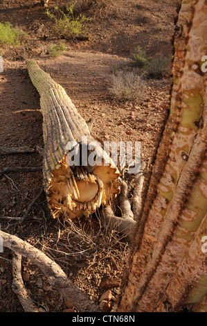 Ein Saguaro-Kaktus, (Carnegiea Gigantea), verwüstet durch Schüsse, liegt in Ironwood Forest National Monument, Eloy, Arizona, USA. Stockfoto