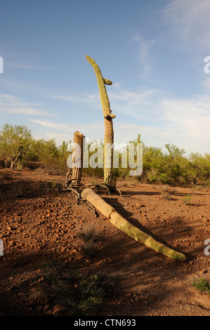 Ein Saguaro-Kaktus, (Carnegiea Gigantea), verwüstet durch Schüsse, liegt in Ironwood Forest National Monument, Eloy, Arizona, USA. Stockfoto