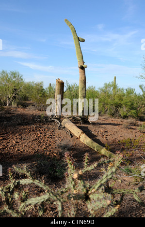 Ein Saguaro-Kaktus, (Carnegiea Gigantea), verwüstet durch Schüsse, liegt in Ironwood Forest National Monument, Eloy, Arizona, USA. Stockfoto