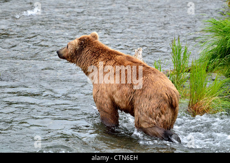 Ein Braunbär tatenlos den Brooks River. Katmai Nationalpark und Reservat. Alaska, USA. Stockfoto