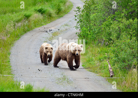 Braunbär-Sau und Cub auf Feldweg zu Fuß. Katmai Nationalpark und Reservat. Alaska, USA. Stockfoto