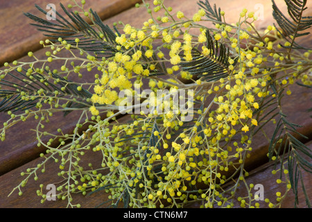 Silber-Akazie (Acacia Dealbata) Blumen auf Holzterrasse Stockfoto