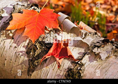 Roten Herbstlaub im Wald in der Nähe von Rock Lake in Algonquin Provincial Park, Ontario, Kanada. Stockfoto