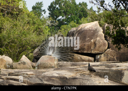 Rückansicht des männlichen indischen blauen Pfauen (Pfau) für Weibchen (Henne), Yala Nationalpark in Sri Lanka anzeigen Stockfoto