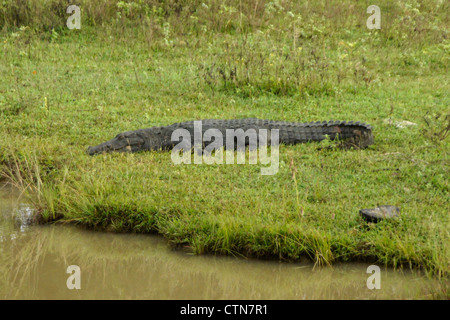 Marsh (Straßenräuber) Krokodil liegend Gras, Yala-Nationalpark, Sri Lanka Stockfoto