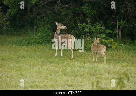 Ceylon entdeckt (Sri Lanka Axishirsche) Reh im Regen, Yala-Nationalpark, Sri Lanka Stockfoto