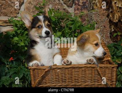 Zwei Welsh Corgi Welpen im Korb Stockfoto