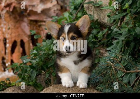 Pembroke Welsh Corgi Welpen auf Felsen Stockfoto