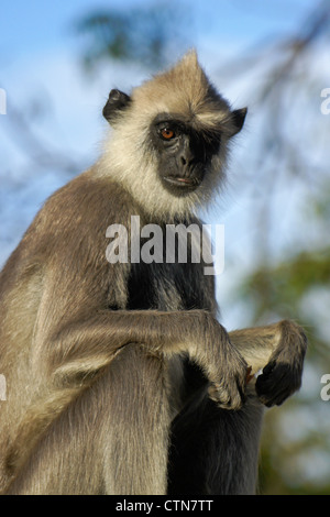 Getuftete grau (Hanuman) Languren, Katagarama, Sri Lanka Stockfoto