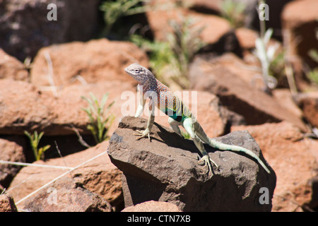 'Greater Earless' Lizard, Cophosaurus texanus, im 'Big Bend Ranch State Park' im Südwesten von Texas. Stockfoto