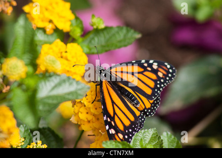 Monarch Butterfly, Danaus plexippus, auf Wildseed Farms in Fredericksburg, Texas. Stockfoto