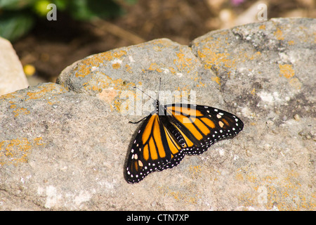 Monarch Butterfly, Danaus plexippus, auf Wildseed Farms in Fredericksburg, Texas. Stockfoto