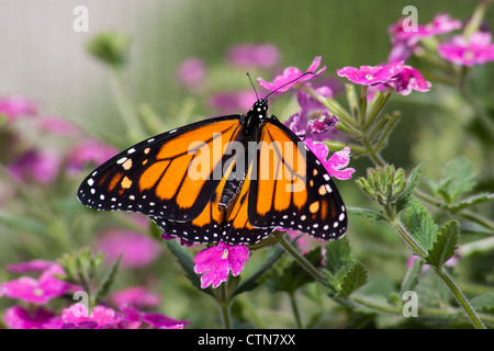 Monarch Butterfly, Danaus plexippus, auf Wildseed Farms in Fredericksburg, Texas. Stockfoto