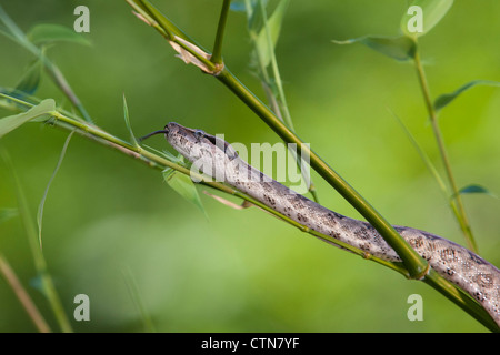 Red-tailed Boa, Boa Constrictor Imperator, in McLeansville, North Carolina. Stockfoto