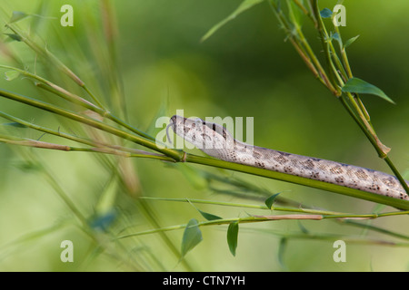 Red-tailed Boa, Boa Constrictor Imperator, in McLeansville, North Carolina. Stockfoto