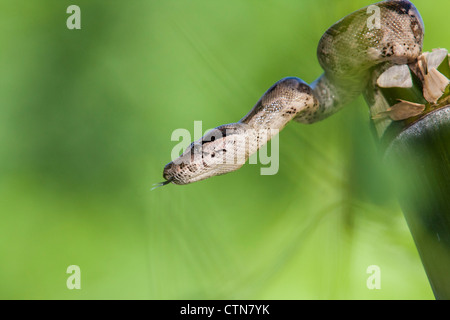 Red-tailed Boa, Boa Constrictor Imperator, in McLeansville, North Carolina. Stockfoto