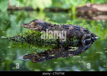 Schneiders Zwerg Caiman, Paleosuchus trigonatus, in McLeansville, North Carolina. Stockfoto