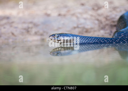 Texas Indigo Snake, Drymarchon melanurus erebennus, kommt zu einem Teich für Wasser auf einer Ranch in Süd-Texas. Stockfoto