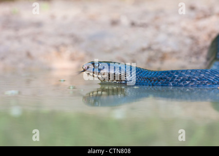 Texas Indigo Snake, Drymarchon melanurus erebennus, kommt zu einem Teich für Wasser auf einer Ranch in Süd-Texas. Stockfoto