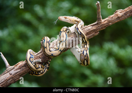Tiger Reticulated Python Snake, Python reticulatus oder Malayopython reticulatus, in North Carolina. Stockfoto