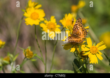 Bunte Fritillary Butterfly, Euptoieta claudia, auf einer Ranch in Südtexas. Stockfoto