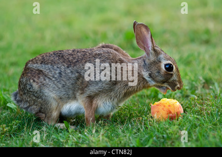 Cottontail Hase Essen Pfirsichfrucht Stockfoto