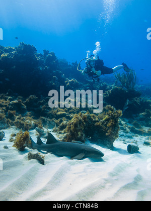 Ein Taucher fotografiert am 6. April 2012 auf Little Corn Island, Nicaragua, einen stillstehenden Ammenhai ginglymostoma cirratum. Stockfoto