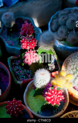 bunte Kakteen Kaktuspflanzen in kleinen Töpfen auf Schatten mit Sonnenlicht ray Stockfoto