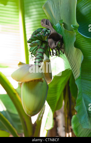 Banane Frucht Blume Blüte Nahaufnahme am Palm geschlossen Stockfoto