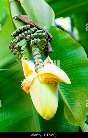 Banane Frucht Blume Blüte Nahaufnahme am Palm geschlossen Stockfoto