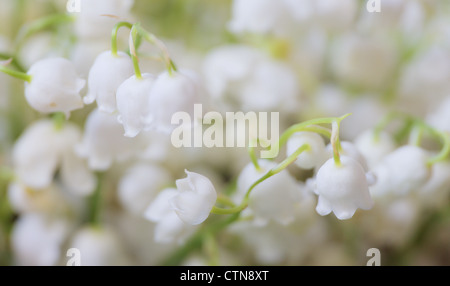 Lily Of The Valley weiße Blumen hautnah Convallariaarten majalis Stockfoto