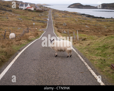 Ein Schaf beim Überqueren der Straße, Isle of Harris, Schottland Stockfoto