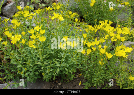 Goldenen Flachs blühenden "Linum" aureum Stockfoto