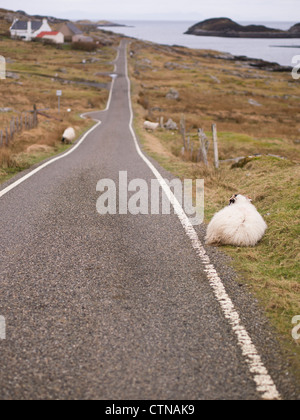 Schafe von einer einzigen Spur Road, Stockinish, Isle of Harris Stockfoto